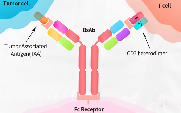 Bispecific Antibody Lanscape: Evolution, Breakthroughs, and Prospects